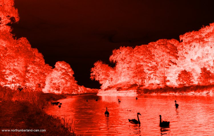 Swans in the Night