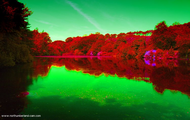 Reflections in the Lake
