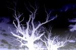 Spooky Trees
