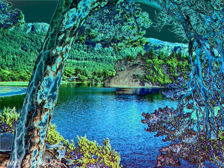 Through The Branches