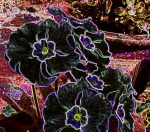 Black Pansies