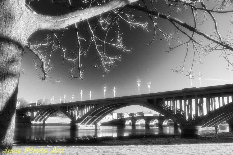 Bridge Beneath the Tree