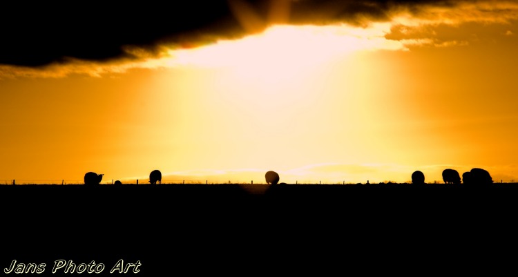 Grazing in the Sunset