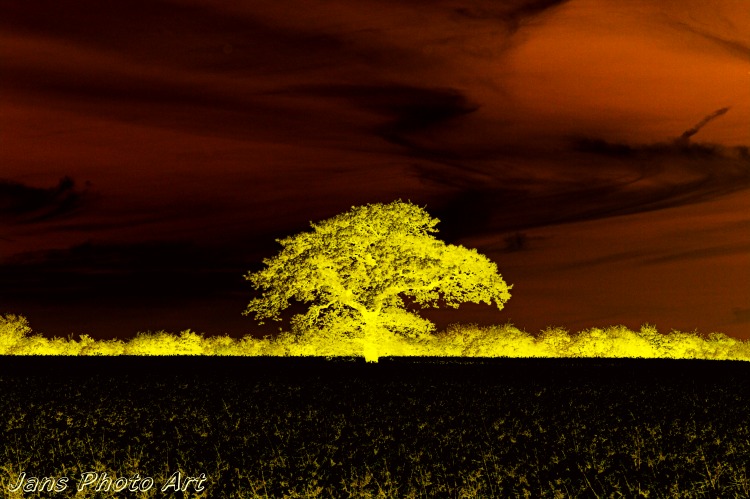 The Lone tree