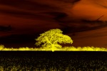 The Lone tree