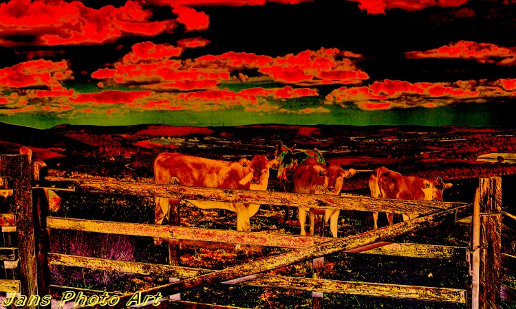 Beware Cows in Field