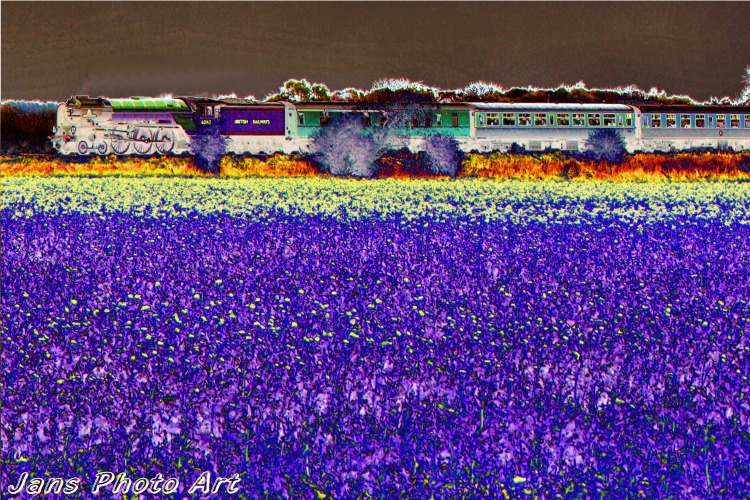 Lavender Train