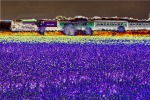 Lavender Train