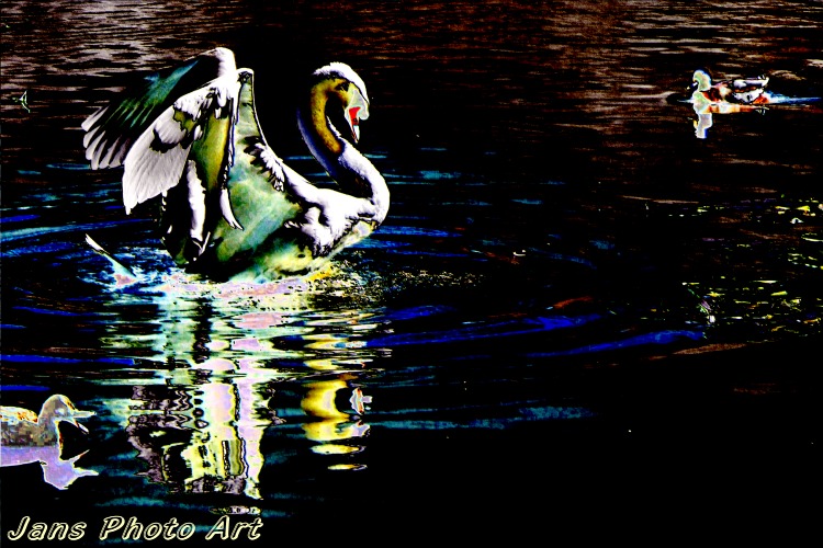 Dragon Swan