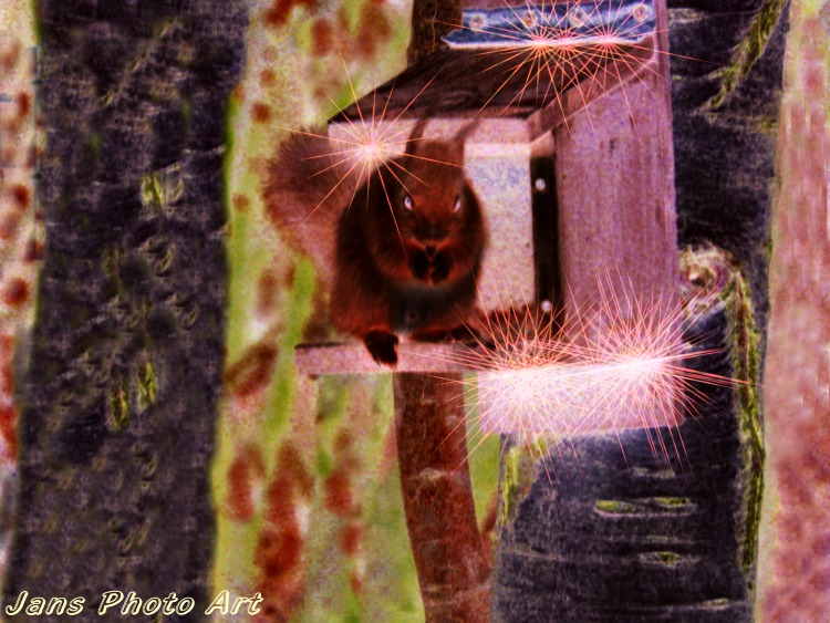 Squirrel in the Spotlight