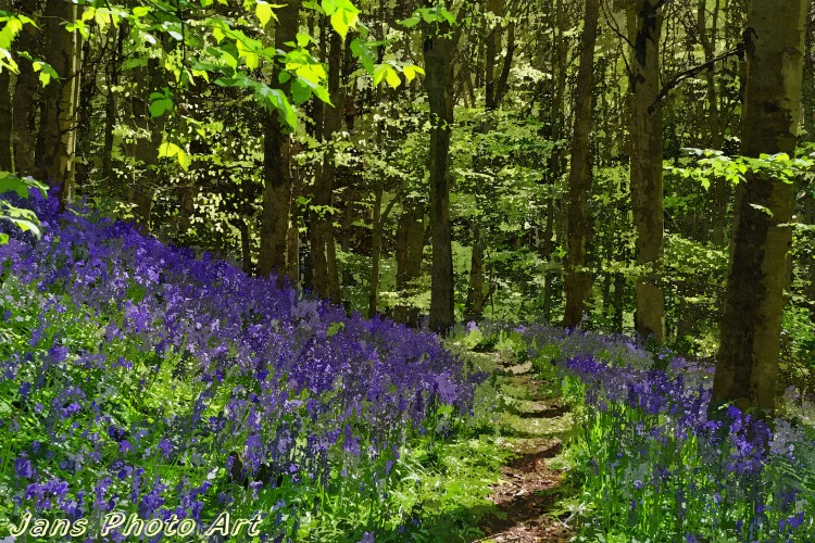 Bluebells