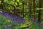 Bluebells