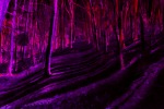 Purple Forest