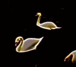 Electric Swans