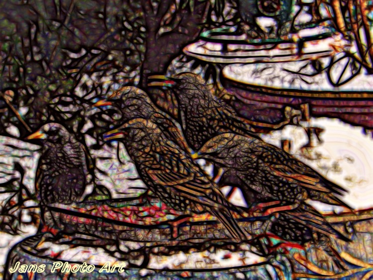 Starlings In The Snow