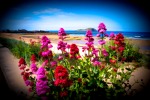 Beach Flowers