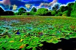 Lily Pond