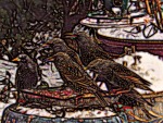 Starlings In The Snow