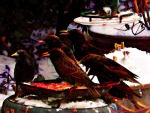 Starlings