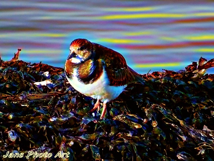 Standing On Seaweed