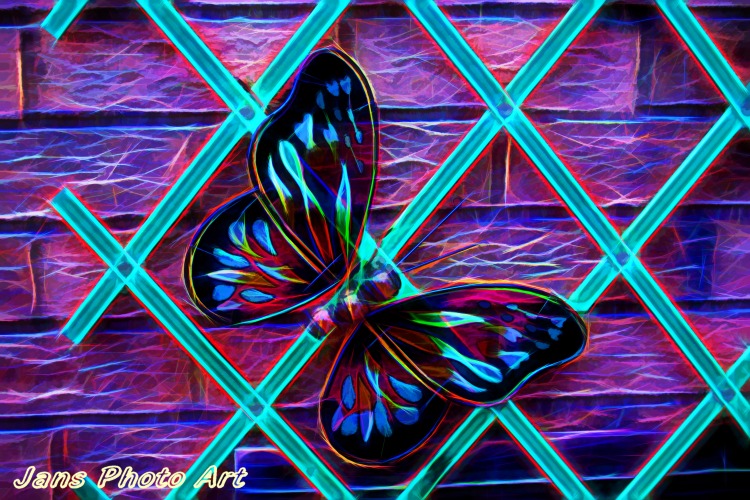 The Butterfly