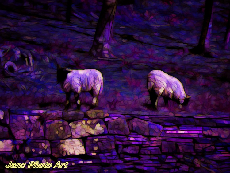 Purple Sheep