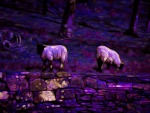 Purple Sheep
